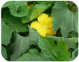 Melon velu : fleur