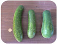 Fruit of three different varieties of fuzzy melon