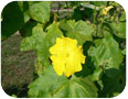 Luffa: flower