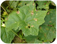 Angular leaf spot on cucurbit