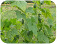 Cornichon mexicain : plant