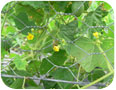 Cornichon mexicain : fleur