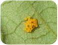 An egg mass of Colorado potato beetles.