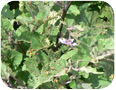 Colorado potato beetle larvae defoliating eggplant