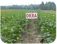 Okra production in the field. 
