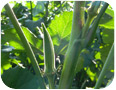 A marketable fruit of okra (Photo credit: Ahmed Bilal, Vineland Research and Innovation Centre)