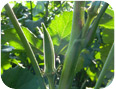 Okra