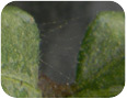 Webbing and speckling from two-spotted spider mites on okra (Photo credit: Ahmed Bilal, Vineland Research and Innovation Centre)