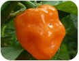 Habanero pepper