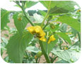 Tomatillo flower