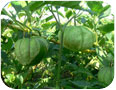 A ripe tomatillo