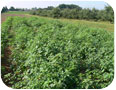 Tomatillos in the field