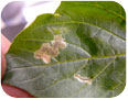 Leafminer damage to tomatillo