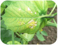 Symptoms caused by an unidentified tomatillo disease