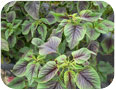 Leafy amaranth