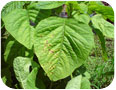 Phomopsis amaranthicola on leaves and stems of tricolour amaranth