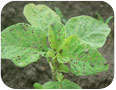 Striped flea beetles on amaranth