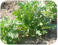 Edible chrysanthemum