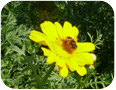 Edible chrysanthemum can also be grown as an ornamental.