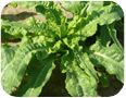 Oriental lettuce is similar to leaf lettuce. This photo was taken at the marketable stage, 40 days after seeding.