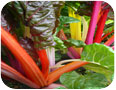 Rainbow Swiss chard