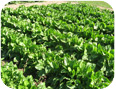 Witloof chicory in the field (photo credit: S. Westerveld, University of Guelph)