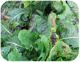 Cercospora leaf spot on witloof chicory (photo credit: S. Westerveld, University of Guelph)