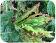 Witloof chicory plant affected by aster yellows (photo credit: S. Westerveld, University of Guelph)