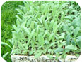 Young artichoke transplants after vernalization under fluorescent lights (Photo credit: A.  McKeown and C. Bakker, University of Guelph).