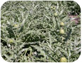 A field of globe artichokes close to harvest (Photo credit: M.R. McDonald, University of Guelph)