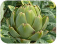 A globe artichoke.