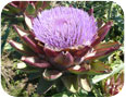 Fully open globe artichokes can be sold as a cut flower.