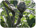 An artichoke plant covered in black aphids (Photo credit: M.R. McDonald, University of Guelph)