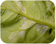 Spores of downy mildew on the underside of infected leaves.