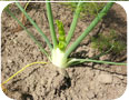  Immature Florence fennel in the field