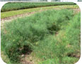 Mature Florence fennel in the field