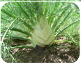  The enlarged stem (bulb) of Florence fennel at maturity
