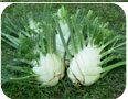 Harvested and trimmed Florence fennel