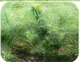 Florence fennel beginning to bolt. 