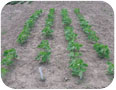 A stand of young edamame plants in an Ontario 2010 variety trial.