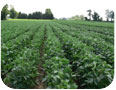 A stand of edamame plants near harvest in an Ontario 2010 variety trail