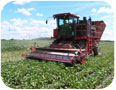 Mechanical harvesting of edamame pods.