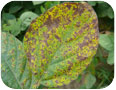 Septoria leaf spot on edamame