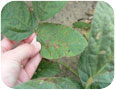 Bacterial blight on edamame