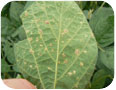 Downy mildew sporulating on underside of edamame leaf