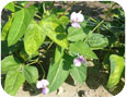 Yard long bean flower