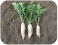 Root and Tuber Crops