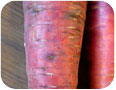 Cavity spot on a red carrot (Photo credit: M.R. McDonald, University of Guelph)