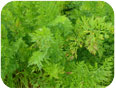 Cercospora leaf spot on coloured carrots