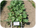 Gobo plants in the field.